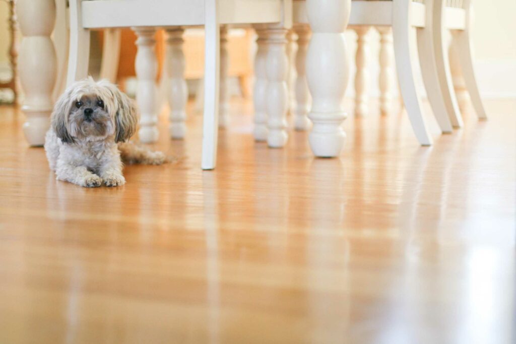 dog laying on hardwood flooring