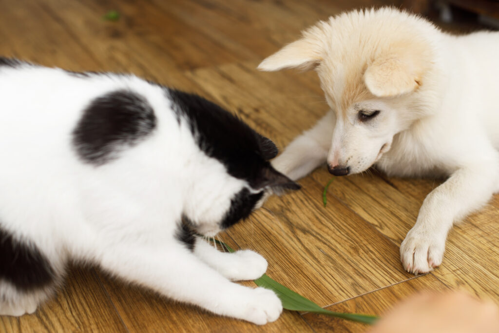Cute cat and puppy sitting on floor with funny adorable look. Playful black and white cat and fluffy white puppy playing together with green stem. Pet friends at home
