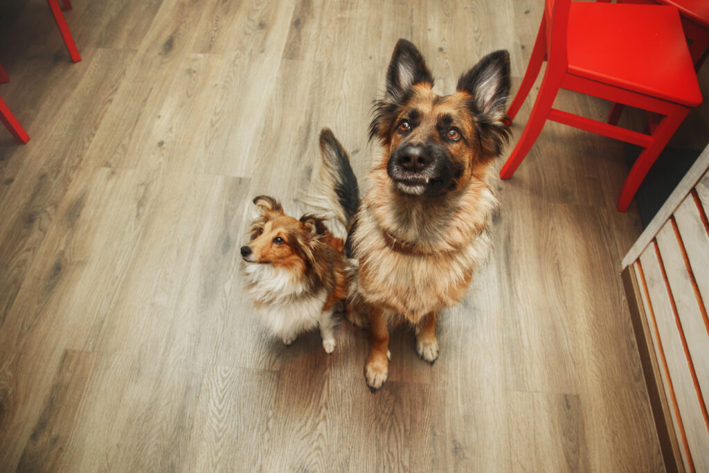 dogs-on-kitchen-floor-begs-for-food-life-at-home-2023-11-27-05-33-16-utc