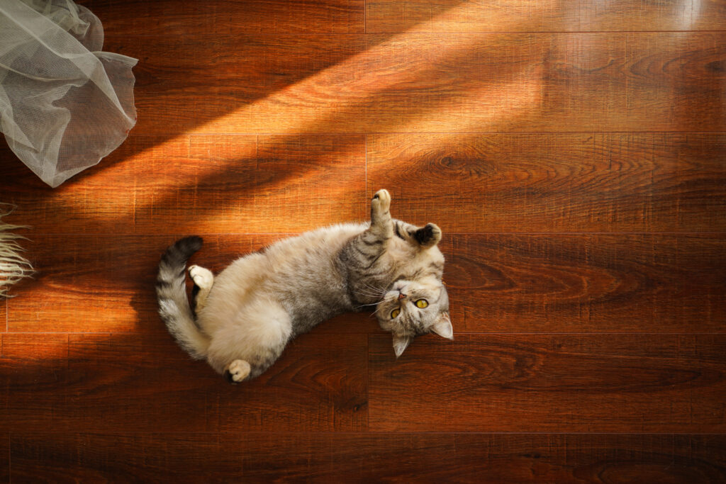 Portrait of a beautiful cat. Cute Cat Portrait. Happy Pet. Gray Scottish Straight cat sleeping.Home scene
