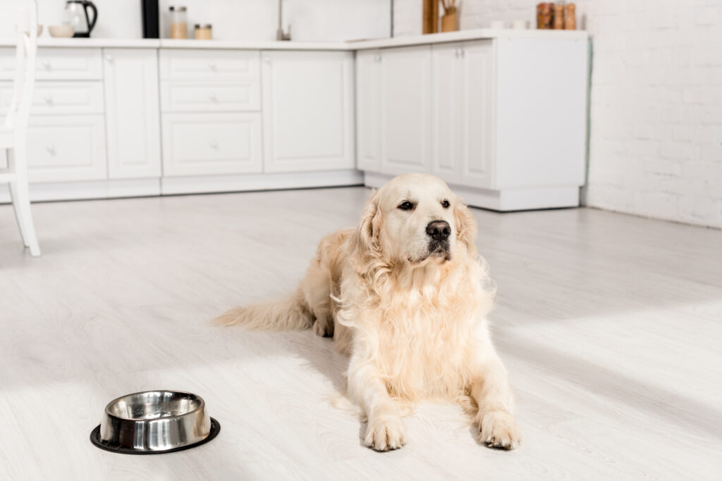 selective focus of cute golden retriever lying on floor and looking away in apartment