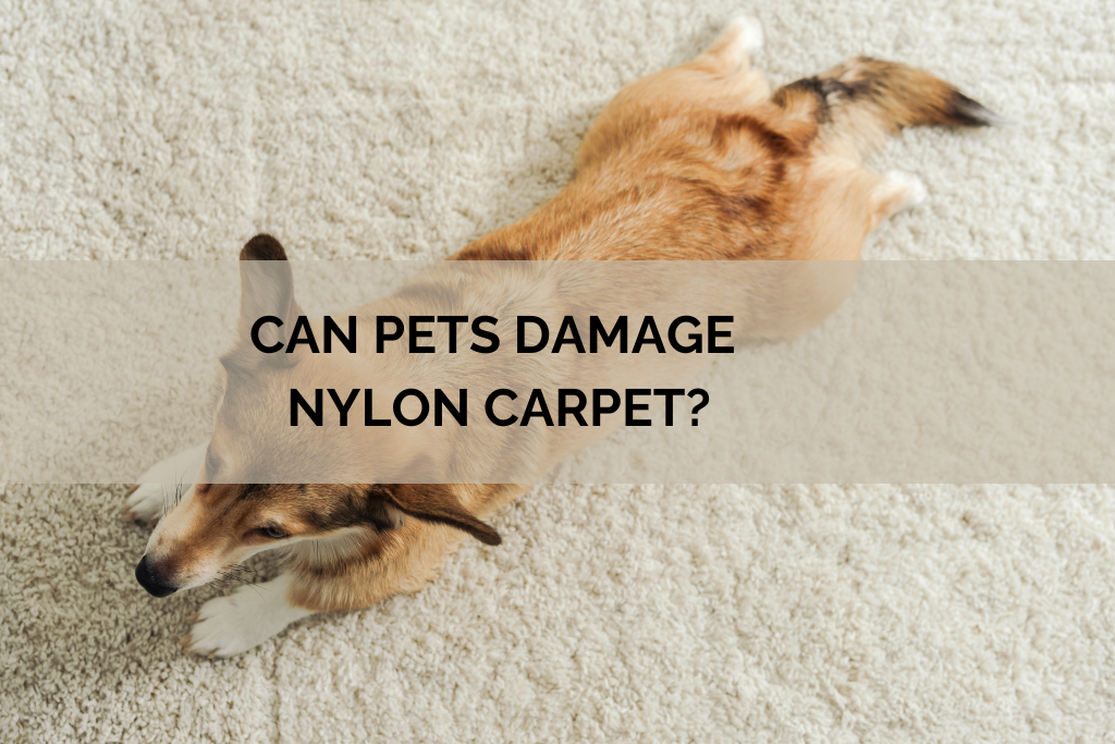 CAN PETS DAMAGE NYLON CARPET (3)