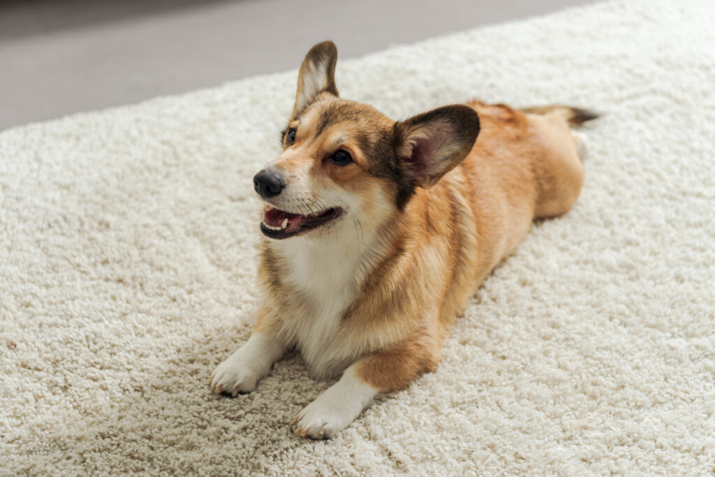 adorable corgi puppy lying on carpet and looking up