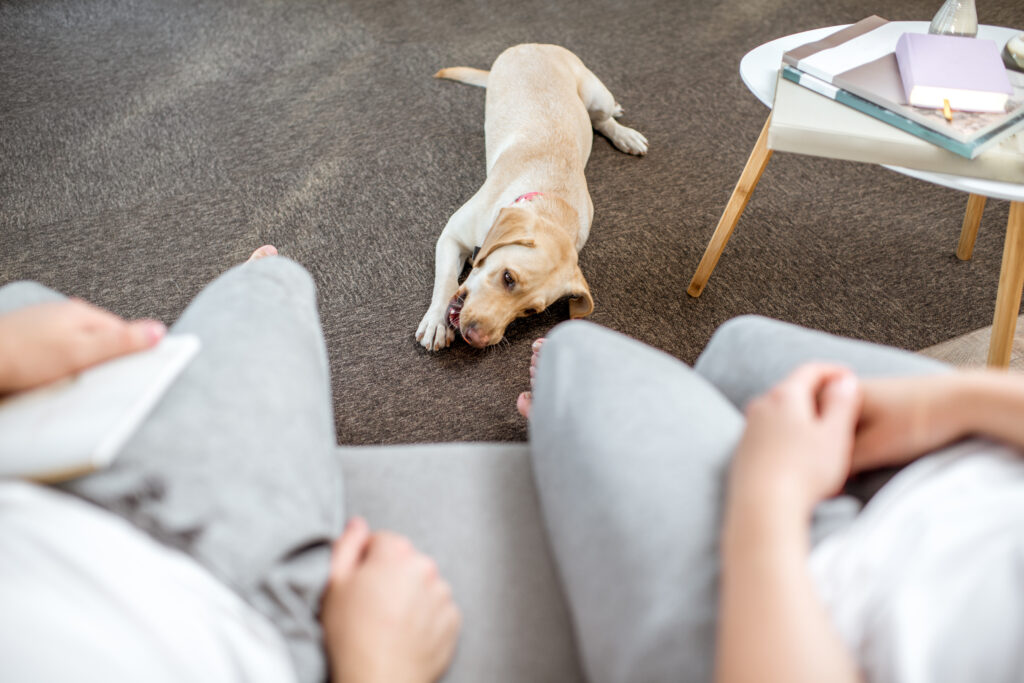 Dog playing on the floor