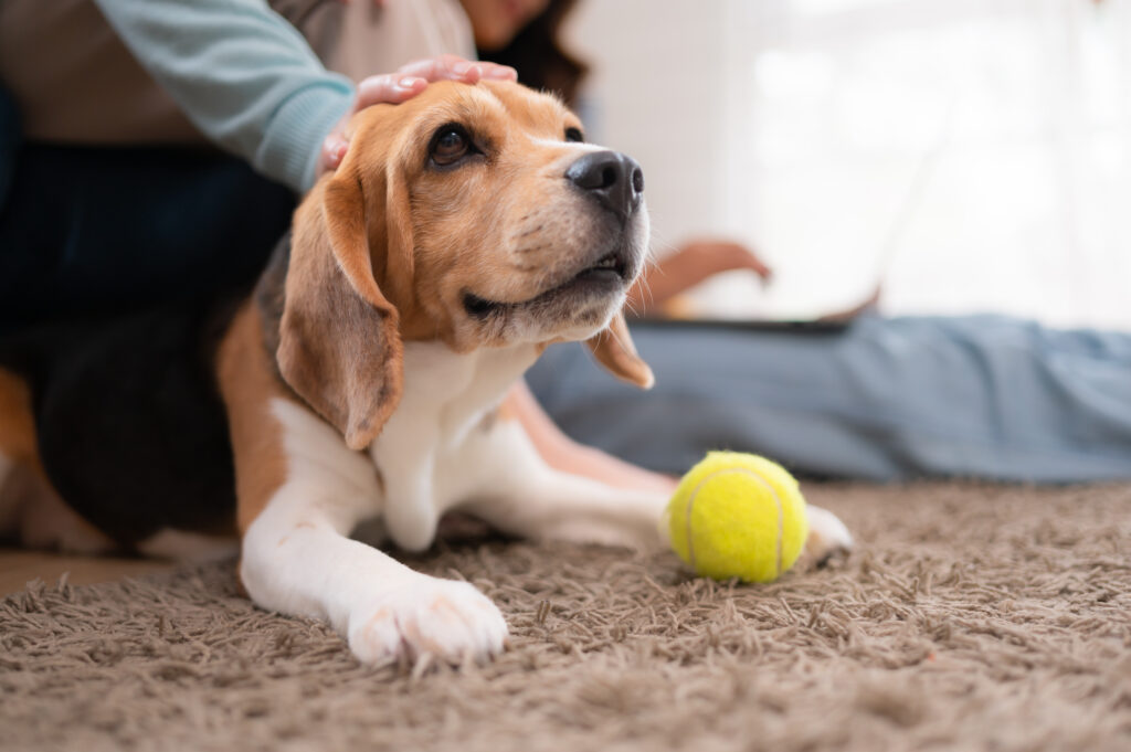 Family vacation, mother, daughter, and beagle puppy relaxing on weekends in the house's leisure room