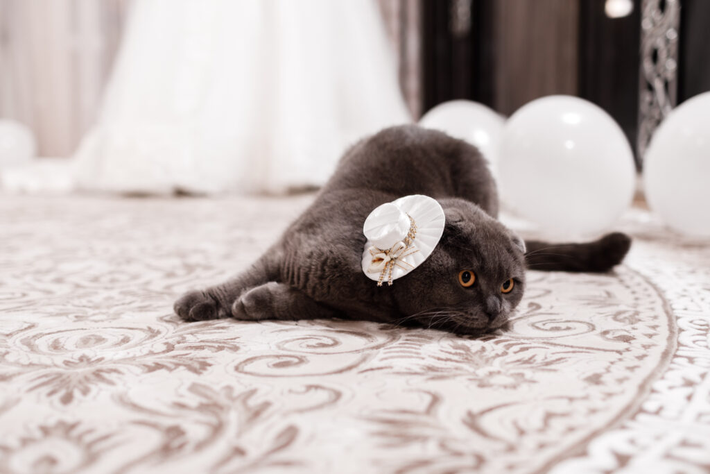 gray cat breed Briton. Little Briton cat. pets