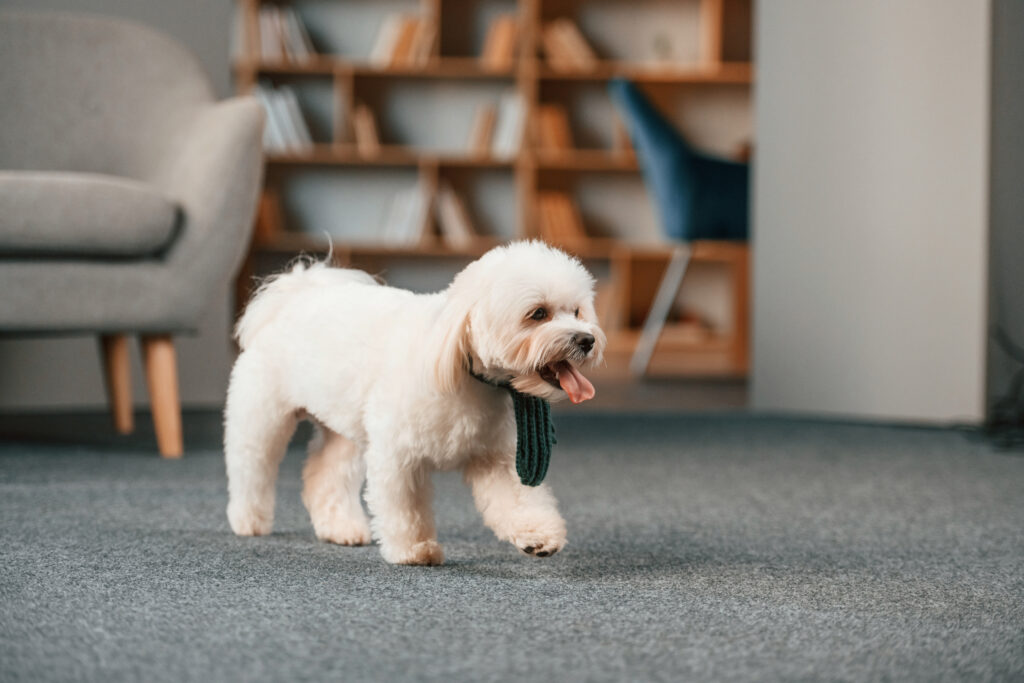 Cute maltese dog is indoors in domestic room.