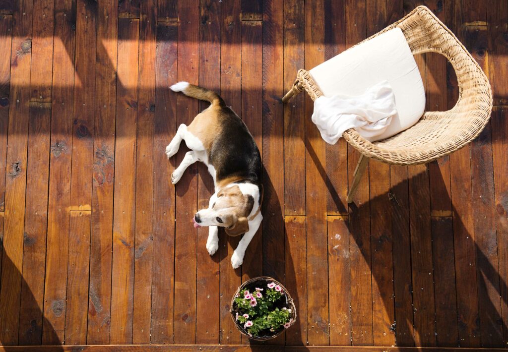 dog on terrace with hardwood floor